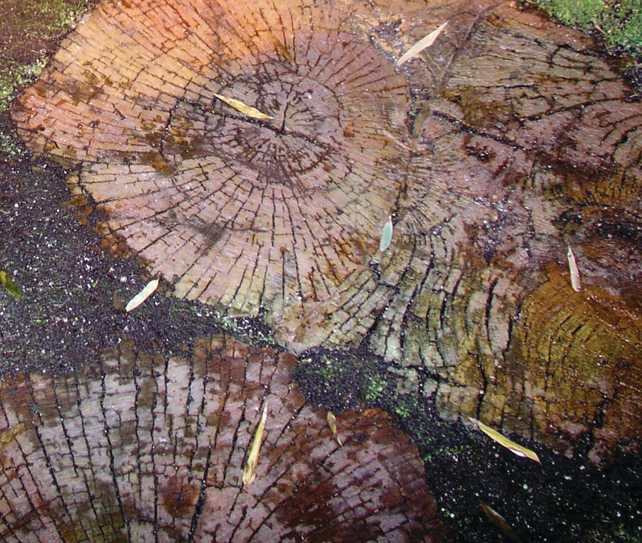 Texturecaststoneeucalyptussteppingstones 10086342