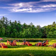 Red farm tractors and equipment lined up in a green field with forest trees under blue sky